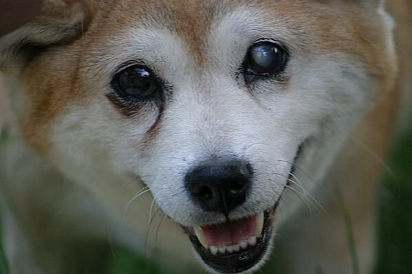 Perros Ciegos: Guía Definitiva de Cuidados y Adaptación [2024]