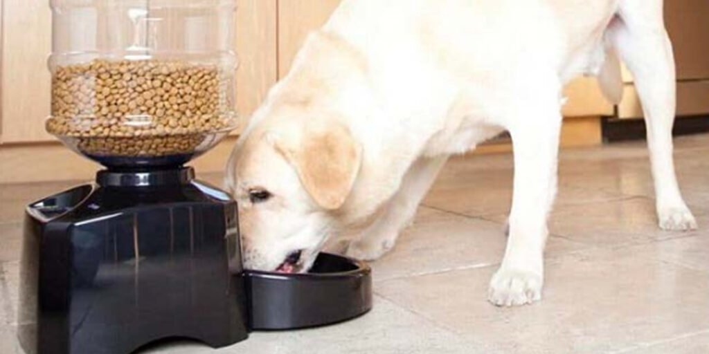 ¿Qué es un comedero automático para perros grandes y por qué necesitas uno?