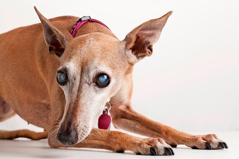 Perros ciegos: consejos para mejorar su calidad de vida