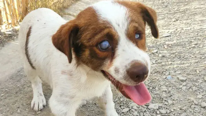 Señales de Ceguera en Perros: ¿Cómo Identificarlas?